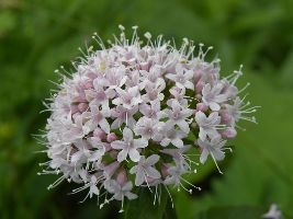 valeriana para dormir