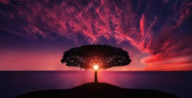arbol de la vida