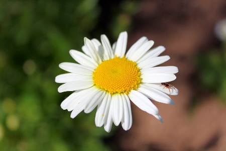 camomila
