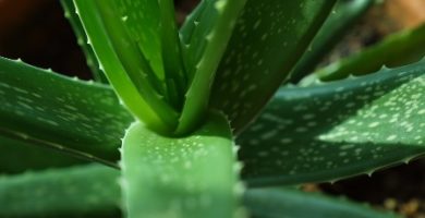 aloe vera para el pelo