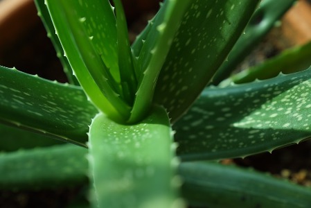 aloe vera para el pelo