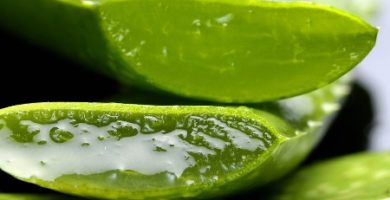 aloe vera