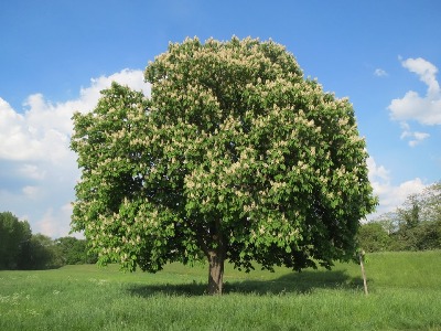 castaño de indias