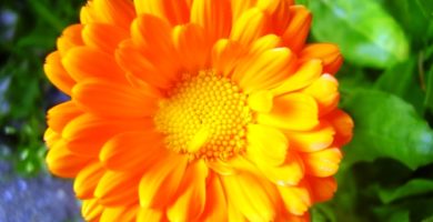 calendula